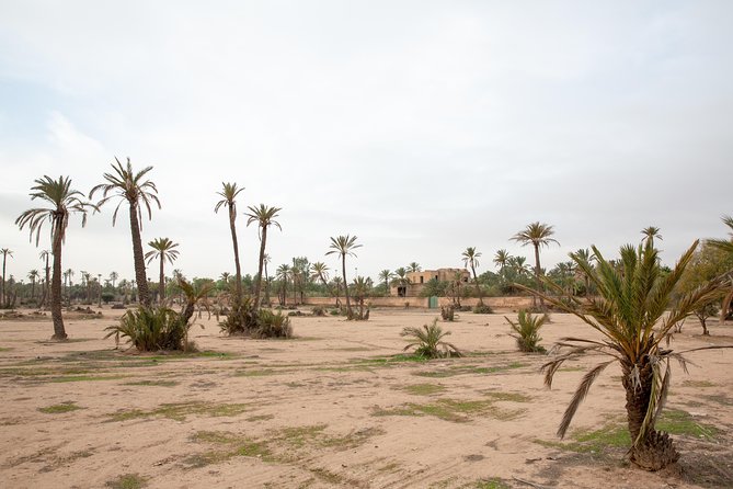 Atlas Mountains Hot Air Balloon Ride from Marrakech with Berber Breakfast and Desert Camel Experience - Who should book this Marrakech morning?
