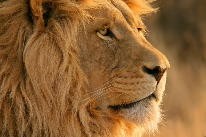 Big Five Safari and Breede River Valley Guided Day Trip - Why this Cape Town safari works for a short visit