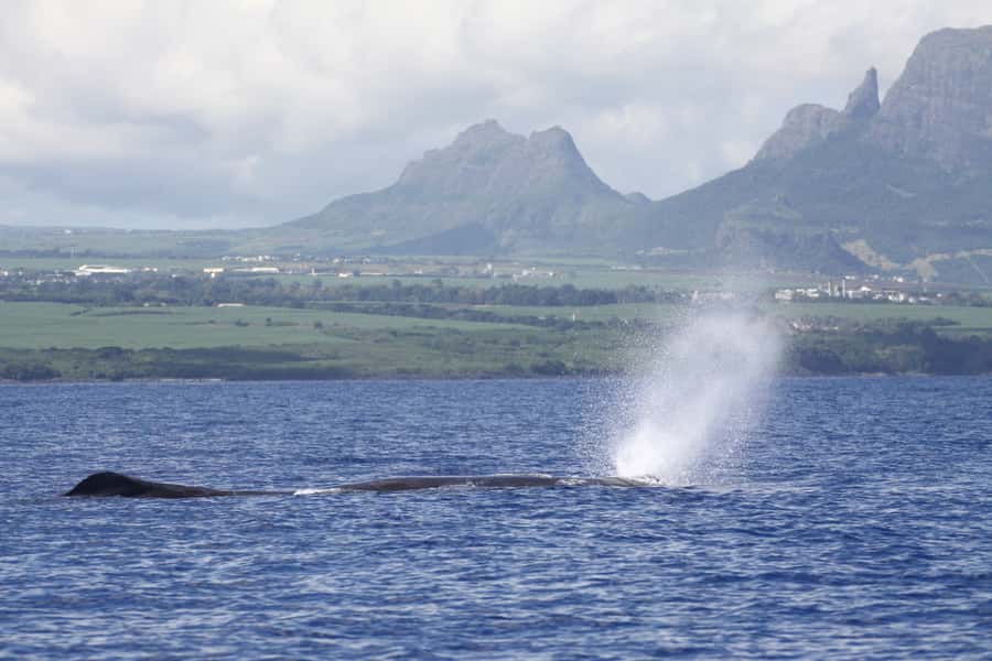 Black River: Dolphin Swim and Whale Watching by Speedboat - Key points to know before booking