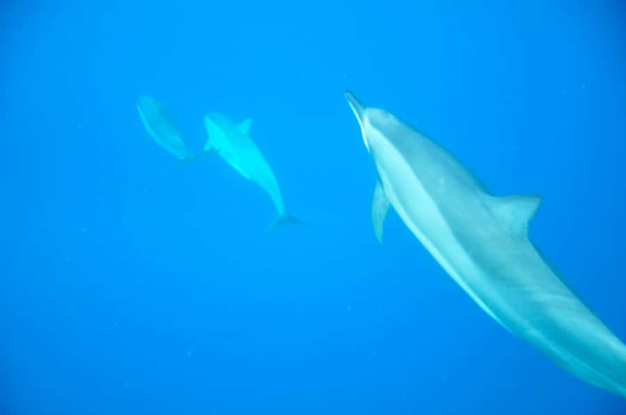 Black River: Dolphin Swim and Whale Watching by Speedboat - Setting out from Grande Riviere Noire