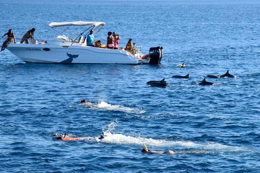 Black River: Dolphin Swim and Whale Watching by Speedboat - Watching resident sperm whales from the boat