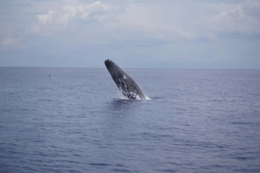 Black River: Dolphin Swim and Whale Watching by Speedboat - The speedboat ride and sea conditions