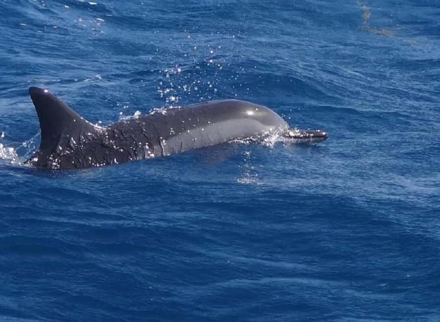 Black River: Swim with Dolphin Speed Boat Tour with lunch - The dolphin run from Flic en Flac