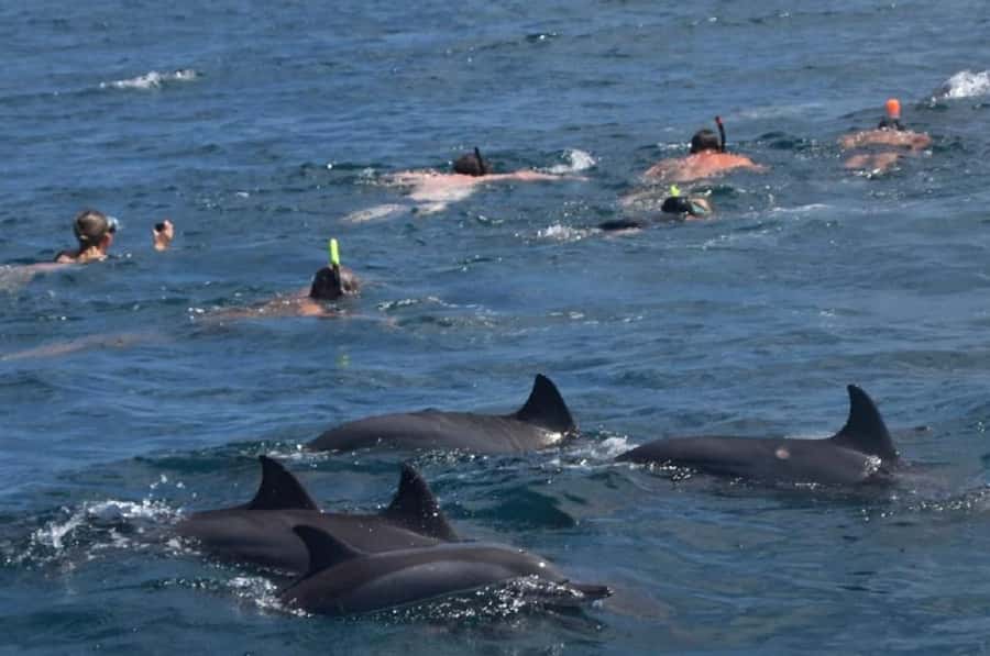 Black River: Swim with Dolphin Speed Boat Tour with lunch - Île aux Bénitiers and the long lunch break