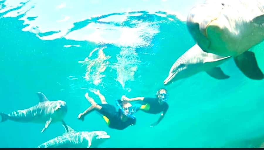 Black River: Swim with Dolphin Speed Boat Tour with lunch - Timing, comfort, and who will enjoy it