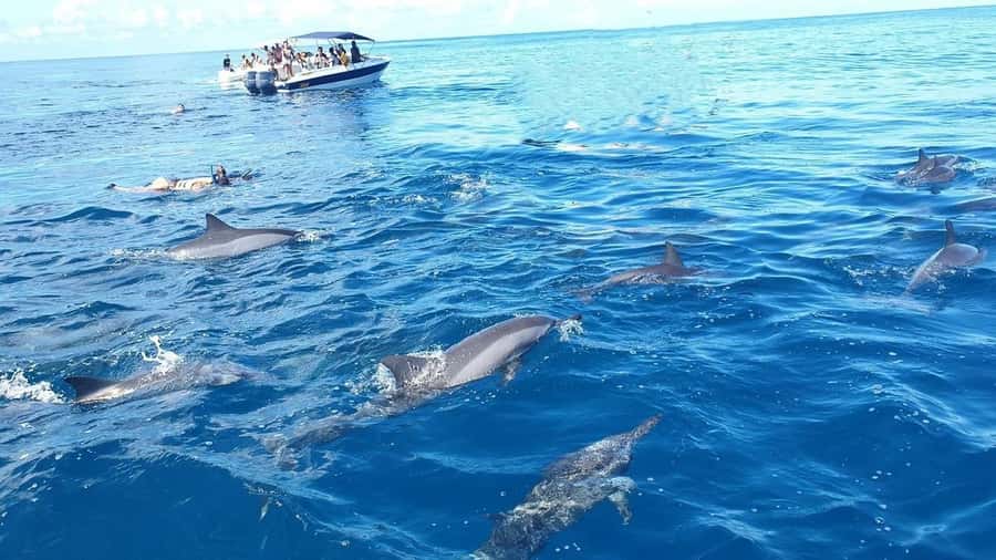 Black River: Swim with Dolphin Speed Boat Tour with lunch - Crystal Rock and the southwest lagoon