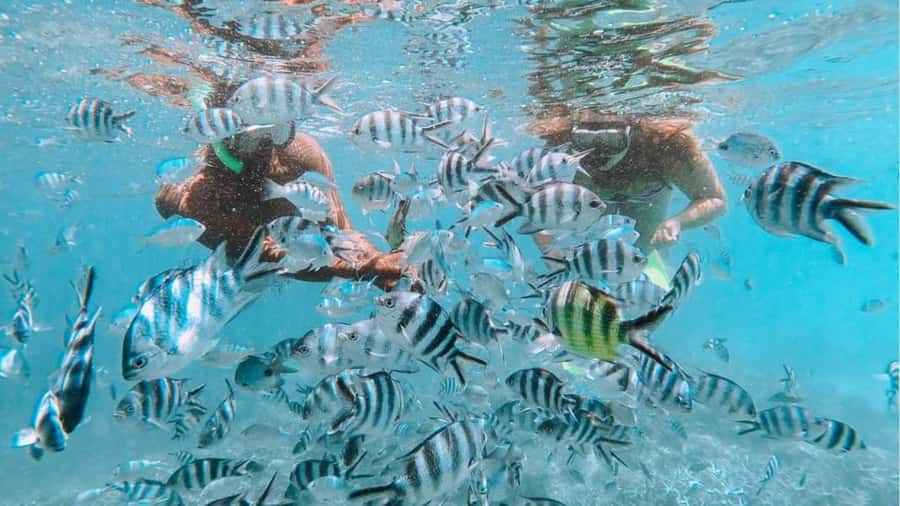 Blue Bay: Blue Bay Glass Bottom Boat Visit and Snorkeling - Key points at a glance