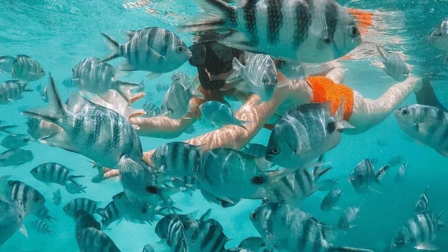 Blue Bay: Blue Bay Glass Bottom Boat Visit and Snorkeling - A short introduction to Blue Bay Marine Park