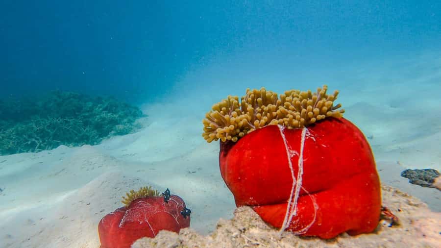 Blue Bay: Blue Bay Glass Bottom Boat Visit and Snorkeling - Value at $28 per person