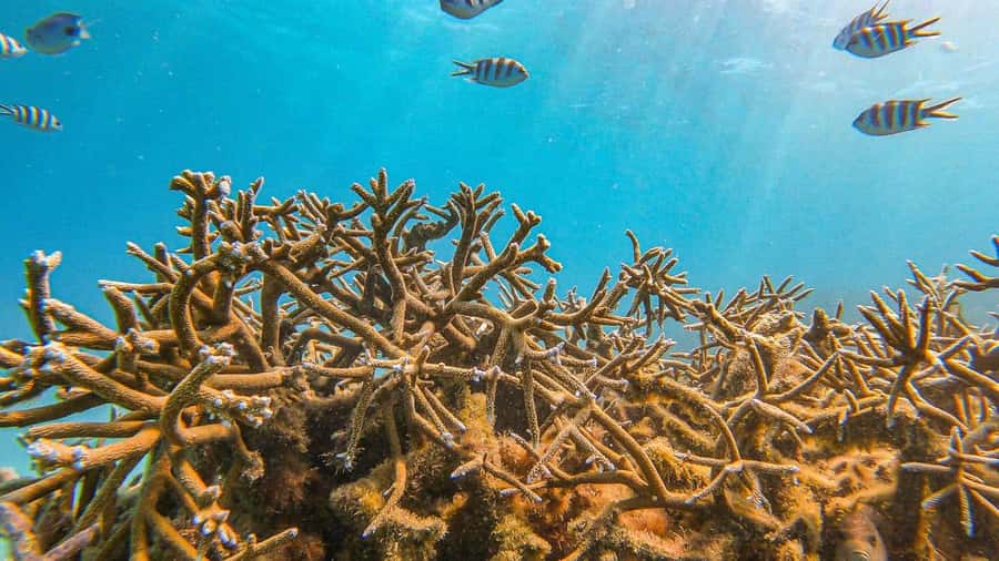 Blue Bay: Blue Bay Glass Bottom Boat Visit and Snorkeling - Practical advice before you go