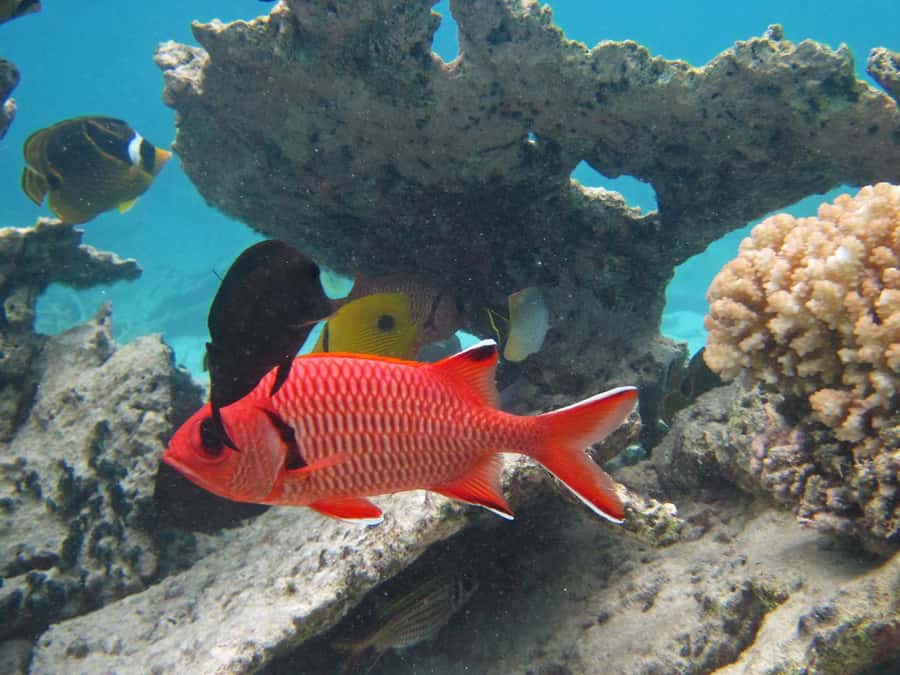 Blue Bay: Half-Day Snorkeling Trip with Creole Picnic Lunch - Key points at a glance
