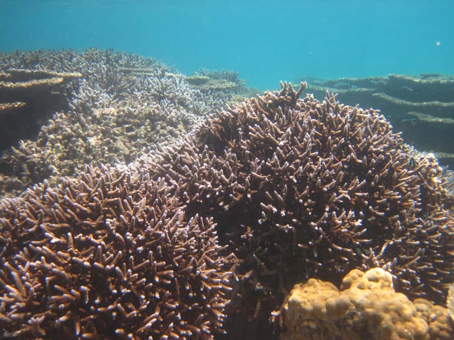 Blue Bay: Half-Day Snorkeling Trip with Creole Picnic Lunch - Who should book this Blue Bay outing?