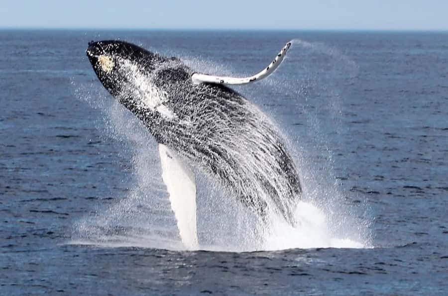 Boa Vista: Whale Watching Trip with Motoryacht - Why Boa Vista is a strong whale-watching base