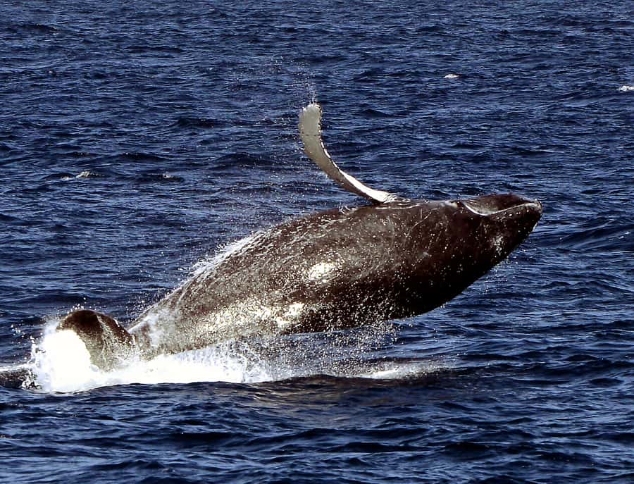 Boa Vista: Whale Watching Trip with Motoryacht - FAQ