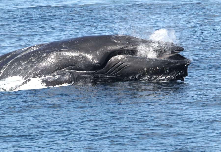 Boa Vista: Whale Watching Trip with Motoryacht - Starting at the hotel gate in Sal Rei