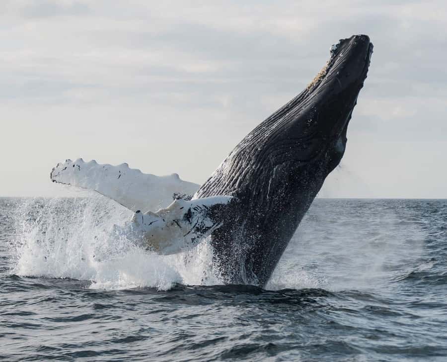 Boa Vista: Whale Watching Trip with Motoryacht - Three hours of patient searching