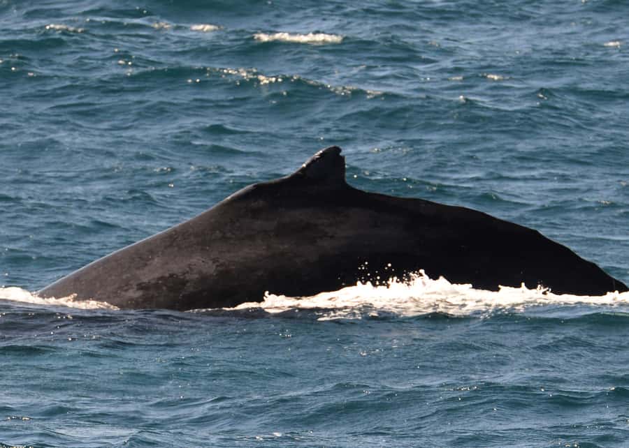 Boa Vista: Whale Watching Trip with Motoryacht - What the wildlife encounter may look like