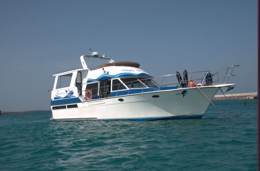 Boa Vista: Whale Watching Trip with Motoryacht - The real value of the $94 price