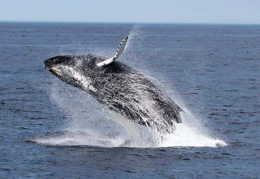 Boa Vista: Whale Watching Trip with Motoryacht - The boat ride and motion sickness question