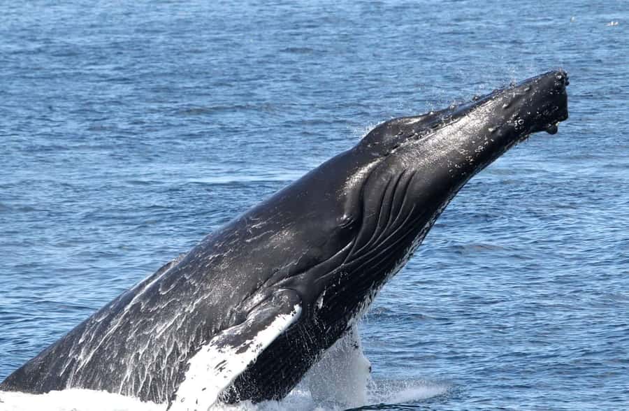 Boa Vista: Whale Watching Trip with Motoryacht - My call: book in season, skip the gamble outside it