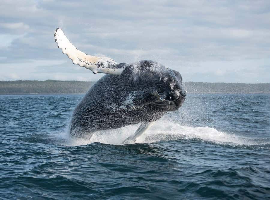 Boa Vista: Whale Watching Trip with Motoryacht - Boarding the motoryacht and meeting the crew