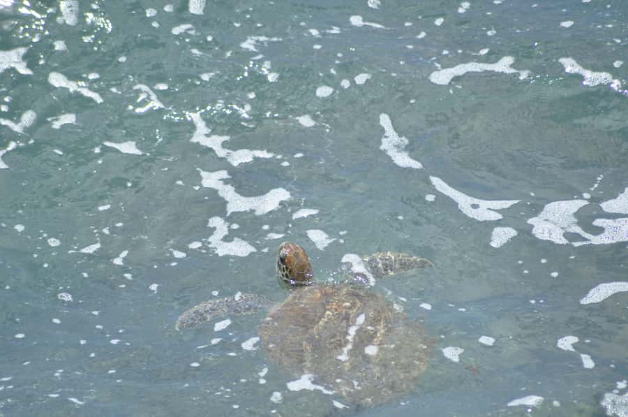 Boavista: Turtle, Shark, Santa Monica, Sandboard & Tasting - Shark Bay and the limits of a wildlife promise