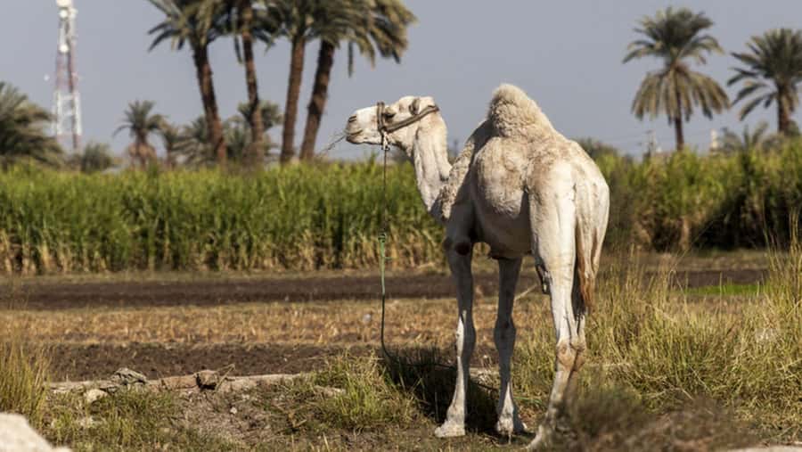 Cairo: Fayoum, Wadi El Rayan, and Wadi al Hitan 4x4 Tour - Wadi al Hitan and the ancient whales
