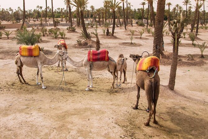 Camel ride Marrakech - Key points to know before you book
