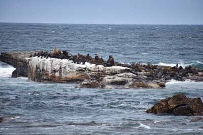 Cape of Good Hope & Boulder Penguins Full-Day Tour from Cape Town