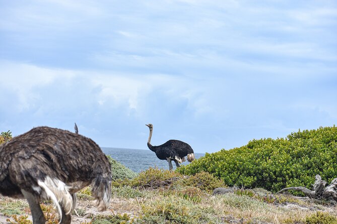 Cape of Good Hope & Boulder Penguins Full-Day Tour from Cape Town - Muizenberg and the final ride back