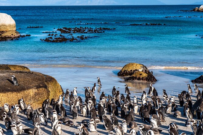 Cape of Good Hope & Penguins Small Group Tour from Cape Town - Simon’s Town and the story of Just Nuisance