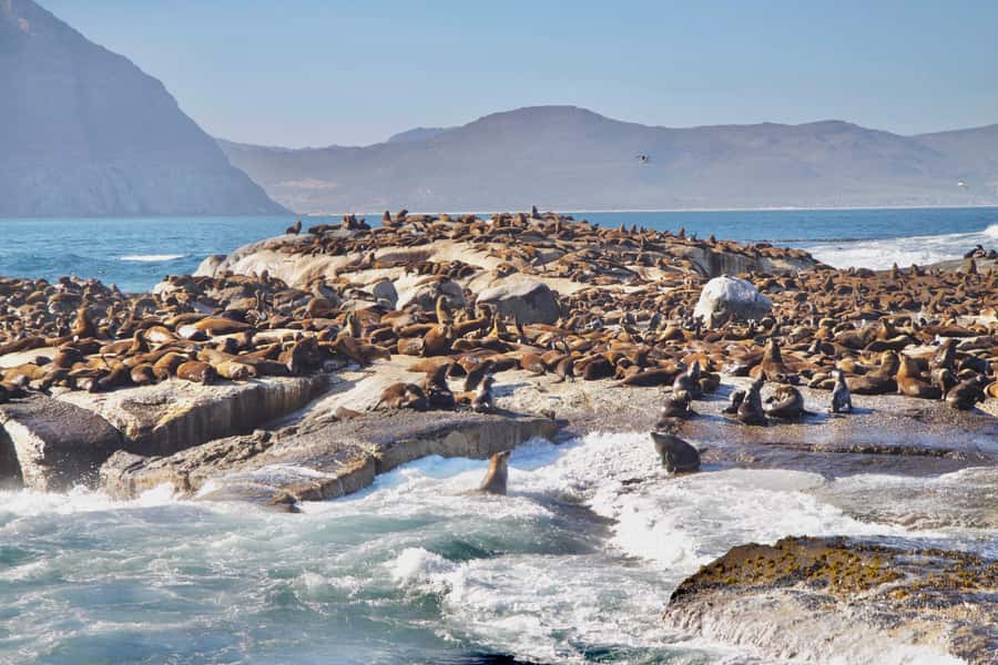 Cape Peninsula Shared Half-Day Tour - Constantia gives the return drive a graceful finish