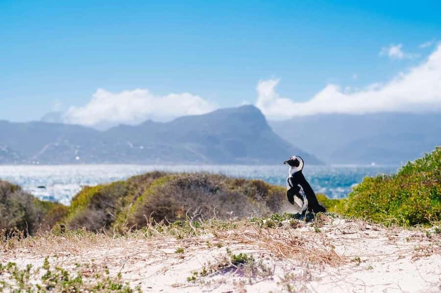 Cape Peninsula Shared Half-Day Tour - Clifton, Camps Bay, and the Twelve Apostles