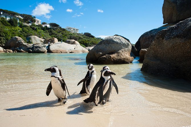 Cape Point and Boulder's Penguins Full Day Tour - Boulders Beach: the penguins are worth the admission fee