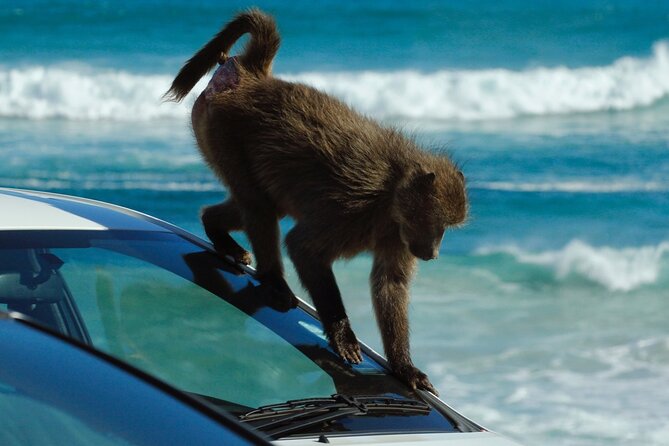 Cape Point and Boulder's Penguins Full Day Tour - The return route adds more coastal scenery