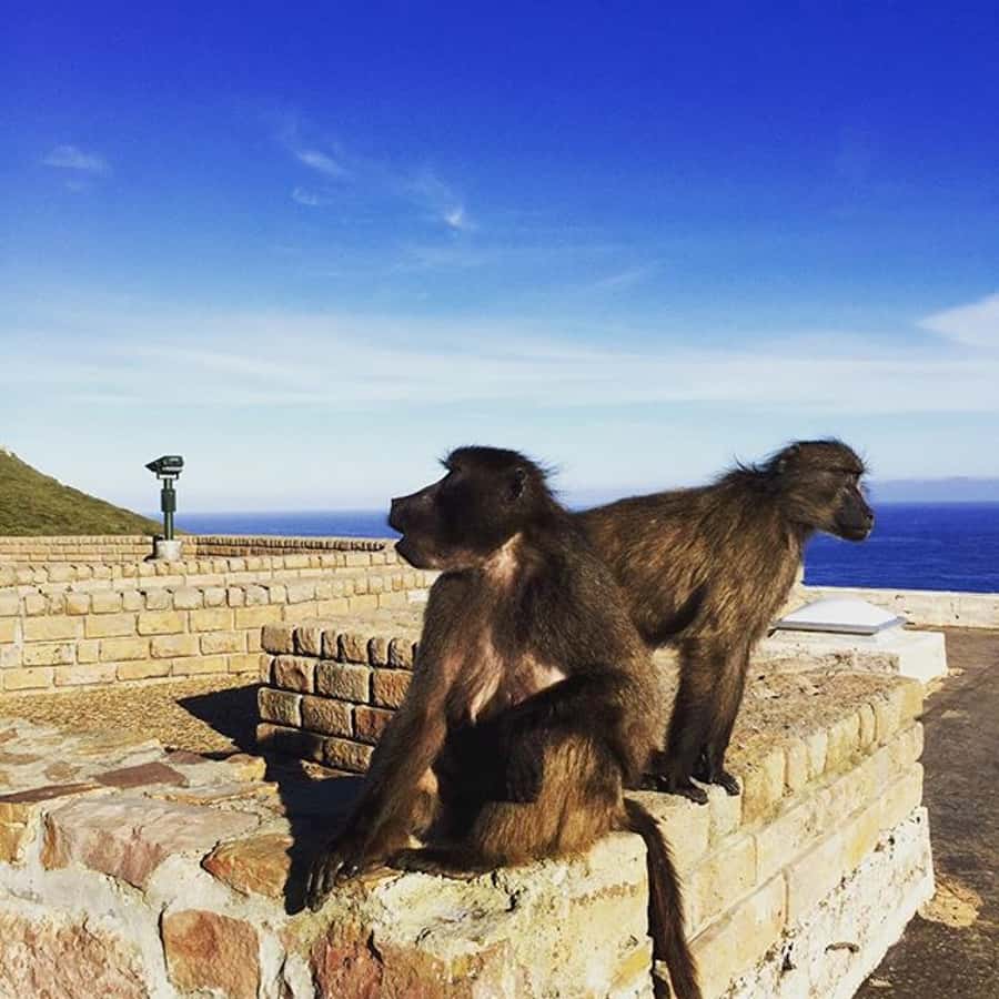 Cape Point Full-Day Tour From Cape Town - Hout Bay offers a choice between browsing and the sea