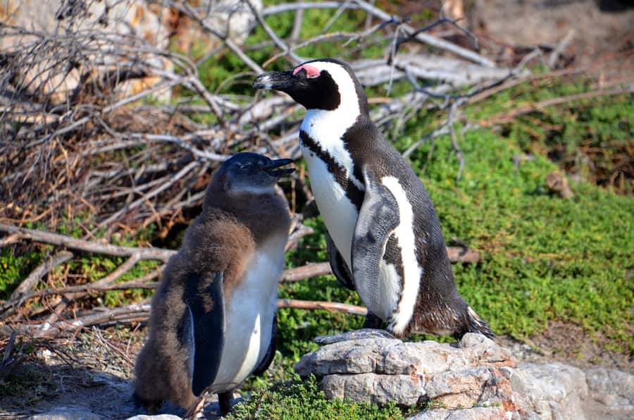 Cape Point Full-Day Tour From Cape Town - Noordhoek, Kommetjie, and Scarborough make the drive worthwhile
