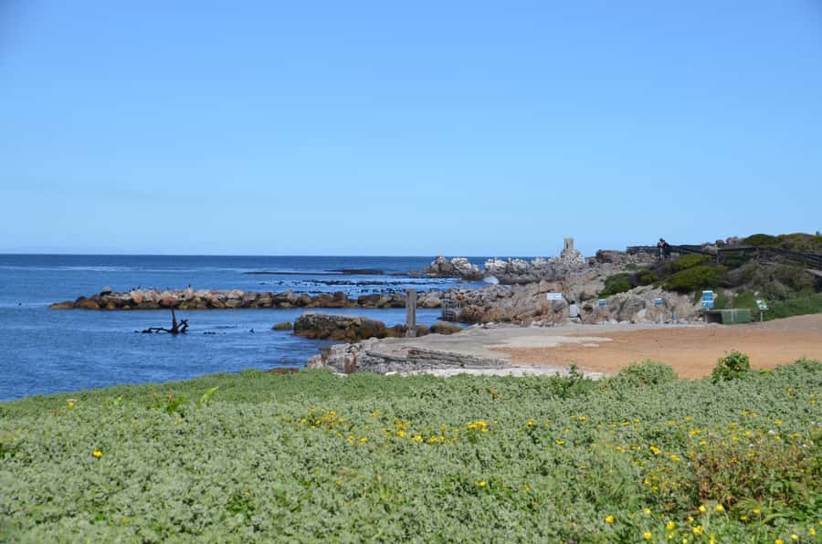 Cape Point Full-Day Tour From Cape Town - Boulders Beach brings the penguins into focus