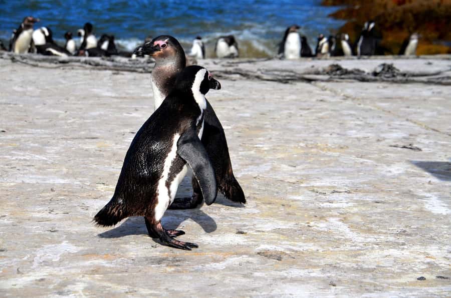 Cape Point Full-Day Tour From Cape Town - Clifton and Camps Bay start the coastal story