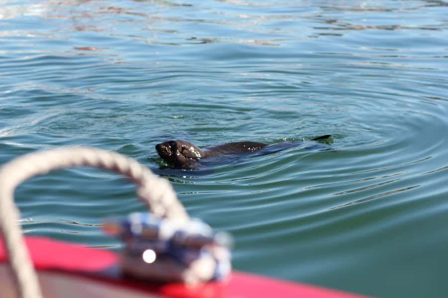 Cape Town: 30 Minute Seal-Watching Harbour Cruise - Starting outside the Two Oceans Aquarium