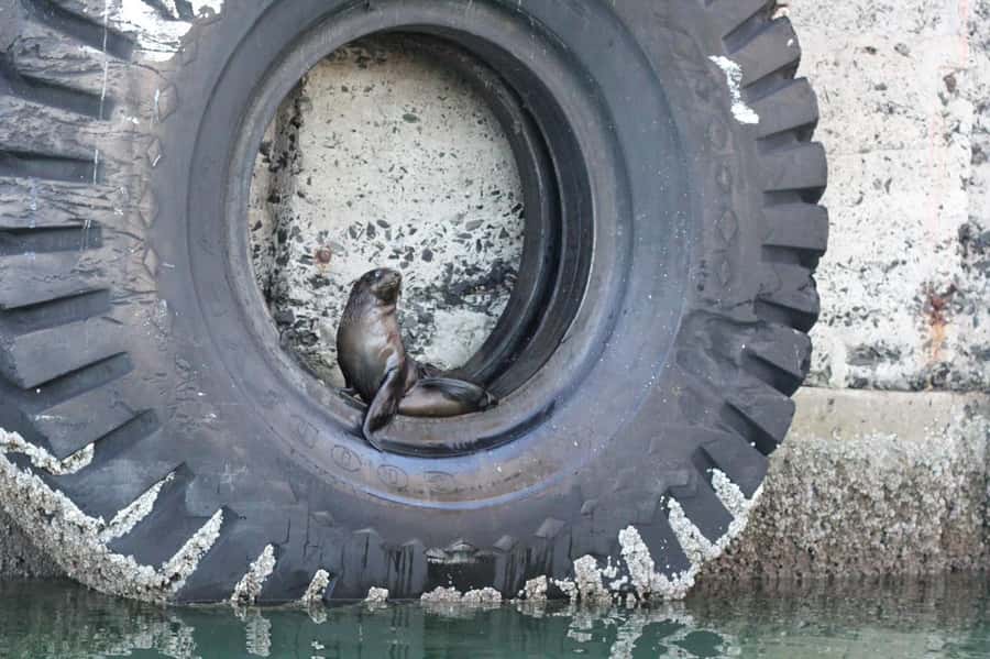 Cape Town: 30 Minute Seal-Watching Harbour Cruise - Audio commentary in 15 languages