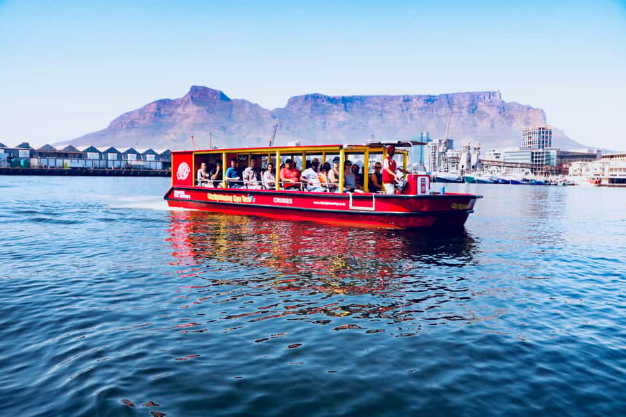 Cape Town: 30 Minute Seal-Watching Harbour Cruise - Booking flexibility and practical limits