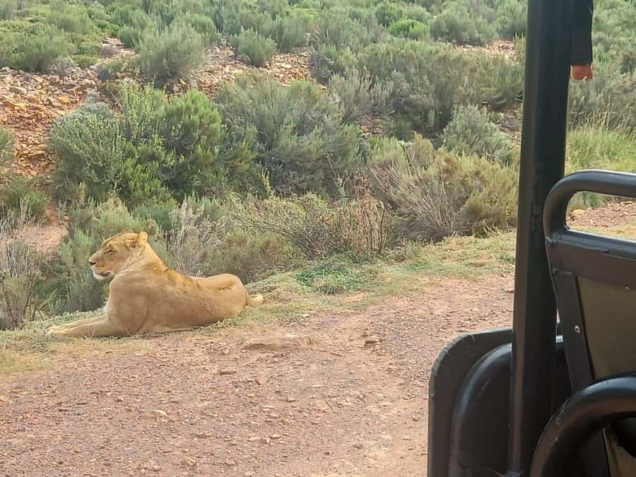 Cape Town: Aquila Game Reserve Sunset Game Drive - Key points to know before booking