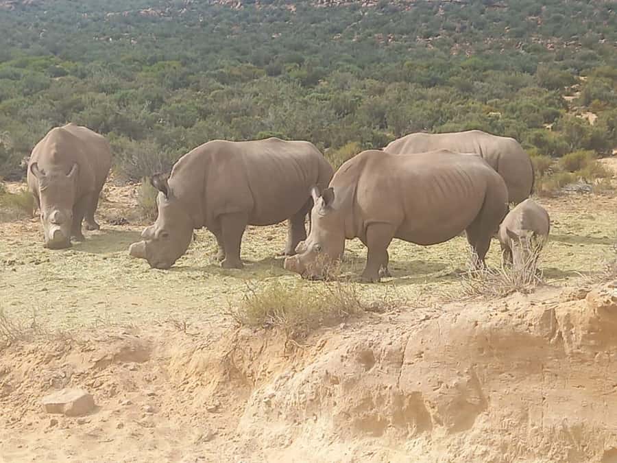 Cape Town: Aquila Game Reserve Sunset Game Drive - A one-day safari without leaving Cape Town
