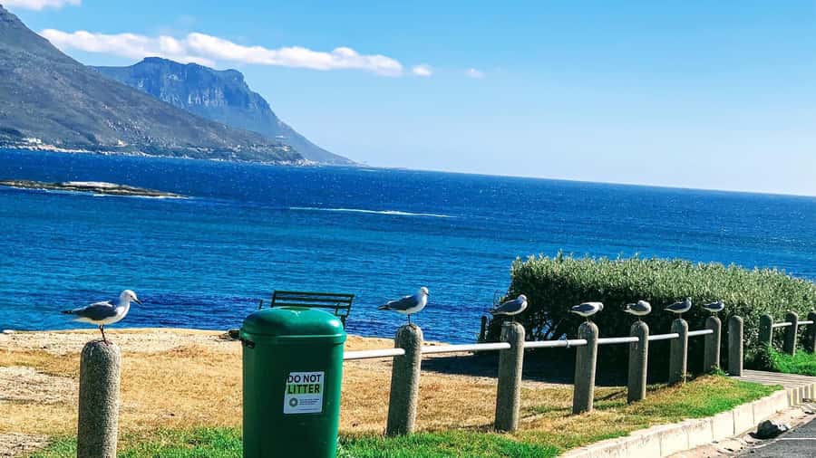 Cape Town: Cape of Good Hope & Penguins Full-Day Guided Tour - Hout Bay gives you a choice