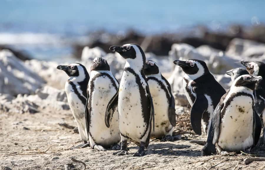 Cape Town: Cape of Good Hope & Penguins Full-Day Guided Tour - Noordhoek Farm Village adds coffee and a pause