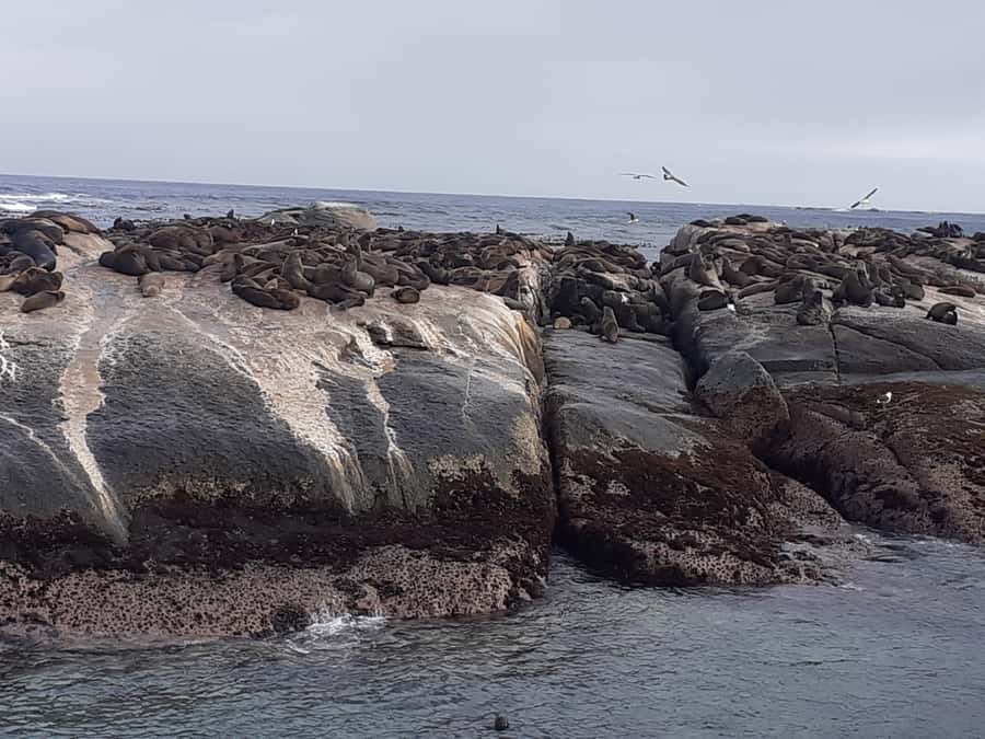 Cape Town: Cape of Good Hope, Seals and Penguins Day Tour - The guides are a major part of the experience