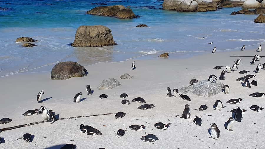 Cape Town: Cape of Good Hope, Seals and Penguins Day Tour - Boulders Beach and the African penguins