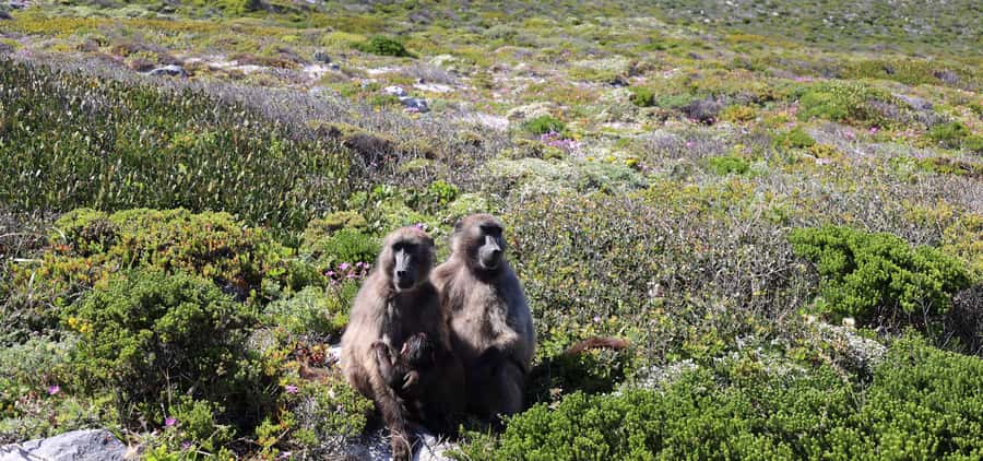Cape Town: Cape Peninsula & Table Mountain Private Day Trip - Table Mountain sets the day’s high point