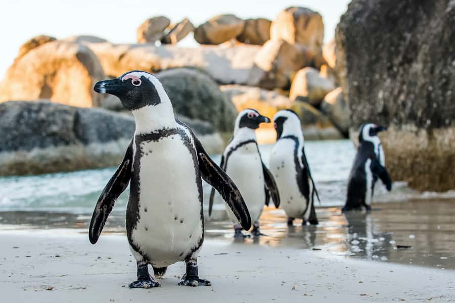 Cape Town: Cape Peninsula & Table Mountain Private Day Trip - Cape of Good Hope Nature Reserve takes the biggest slice of the day
